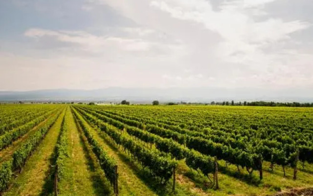 Shaloshvili's Cellar Hotel