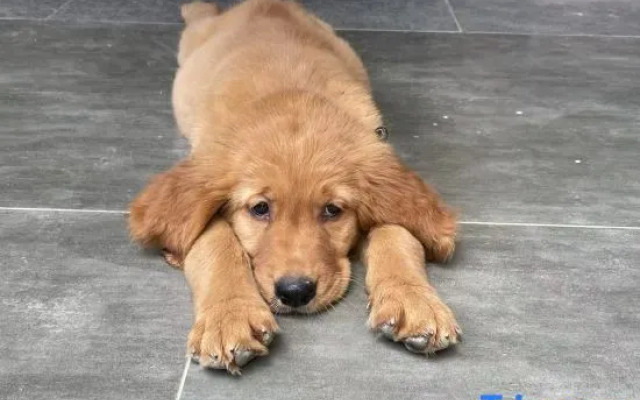 The Happy Bandmo's Home