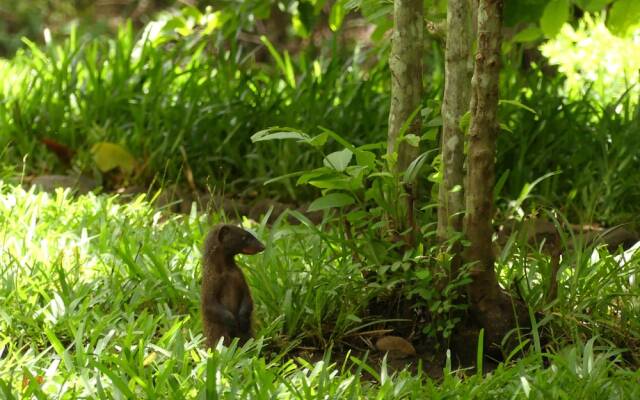Udzungwa Forest Tented Camp