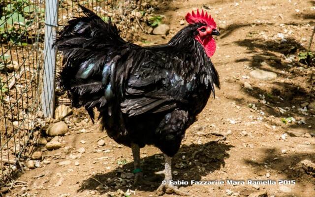 Agriturismo Campofelice