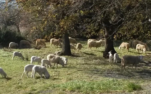 Agriturismo Gesseta