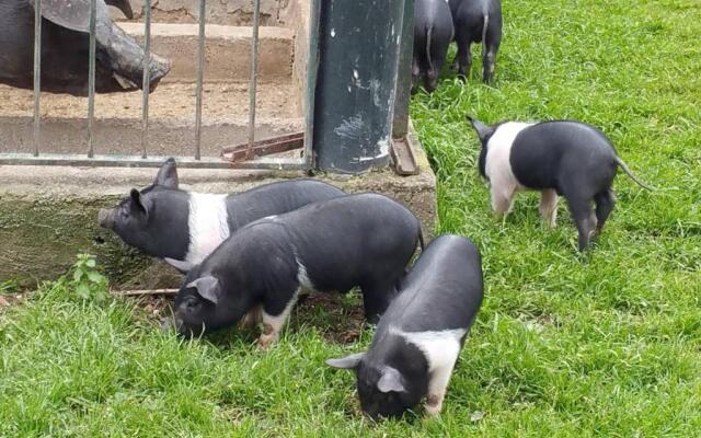 piccolo casale a "le Moline" in una vera fattoria