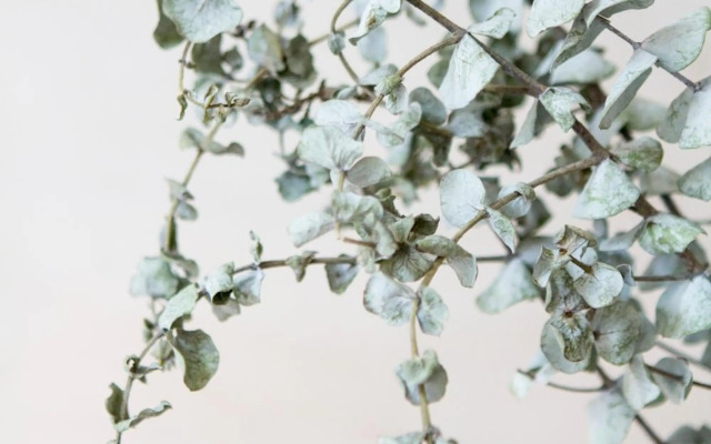 Oporto Sweet Home III