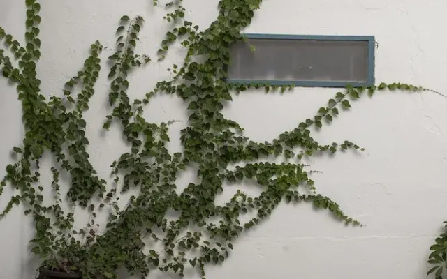 Apartamentos Petronila 1881