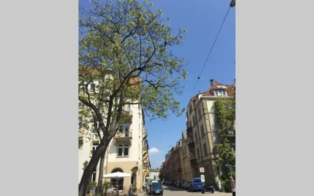 Altbauwohnung am Gutenbergplatz