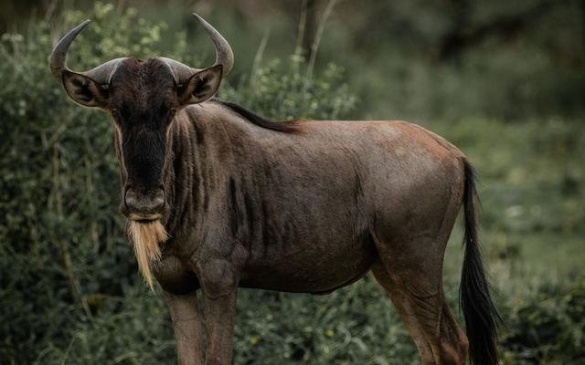 Angata Ngorongoro