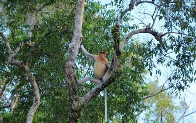 Kinabatangan Wetlands Resort