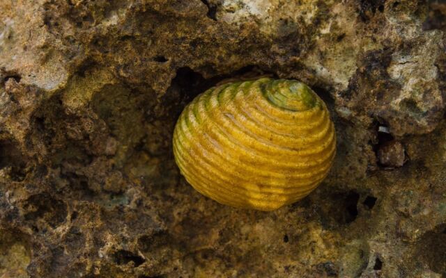 Pangani Cliffs Lodge