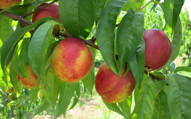 Agriturismo Fior di Maggio