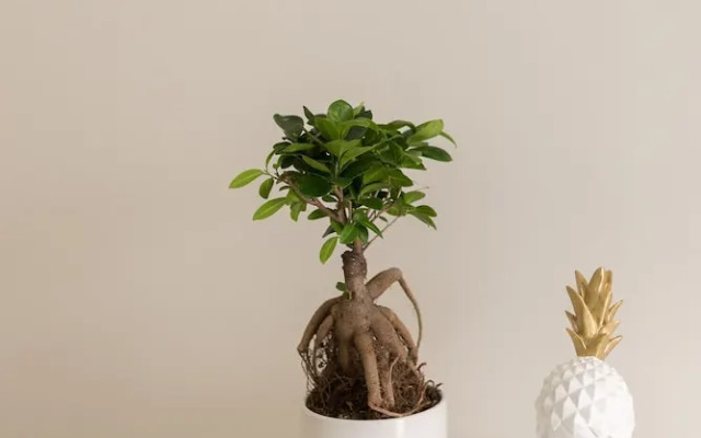 ST Apart 12 in Peniche