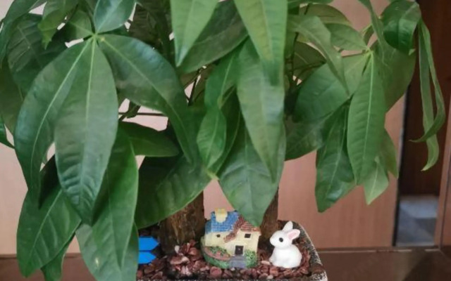 Star Hotel (Shanghai Hongqiao National Exhibition Center)