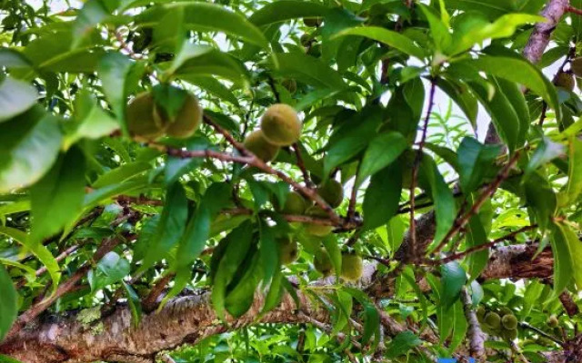 Yihe Lanwan Homestay