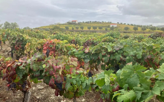 Plácido Hotel Douro - Tabuaço