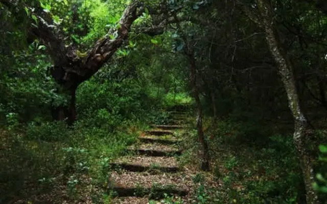 Pine Tree House in Azeit o