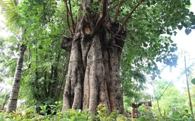 Xishuangbanna Elephant Home Guesthouse