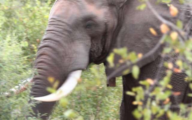 Muweti Bush Lodge