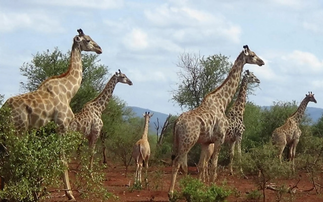Africamps at White Elephant Safaris