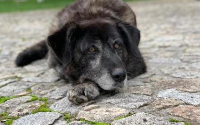 Quinta das Ameixas - Country & Nature