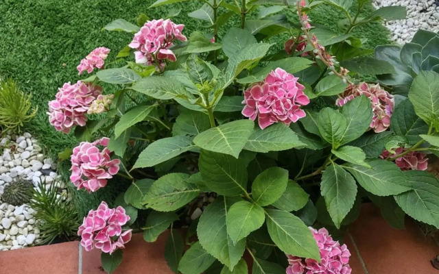 Movie Star Apartment with garden