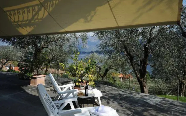 Olive Groves