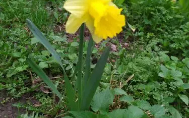 Rossi Rest House By The River