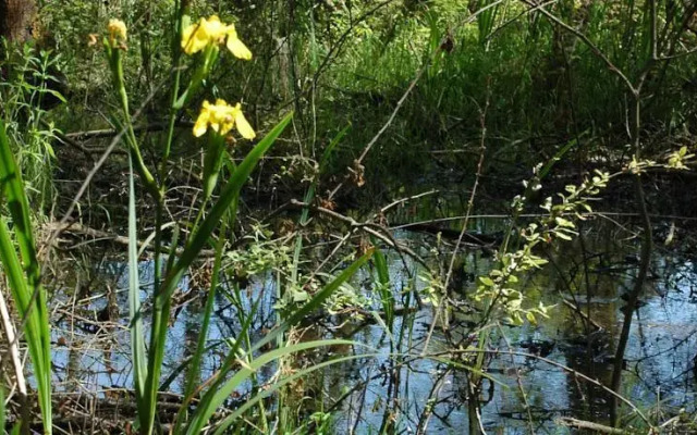 Ostello Oasi WWF Bosco Pantano