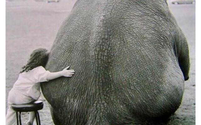 Elefante appartamenti