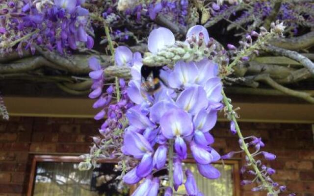 Wisteria Lodge Bed and Breakfast