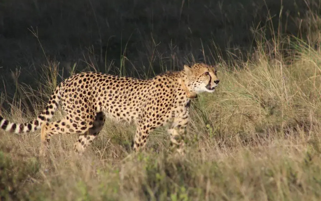 The Safari Lodge