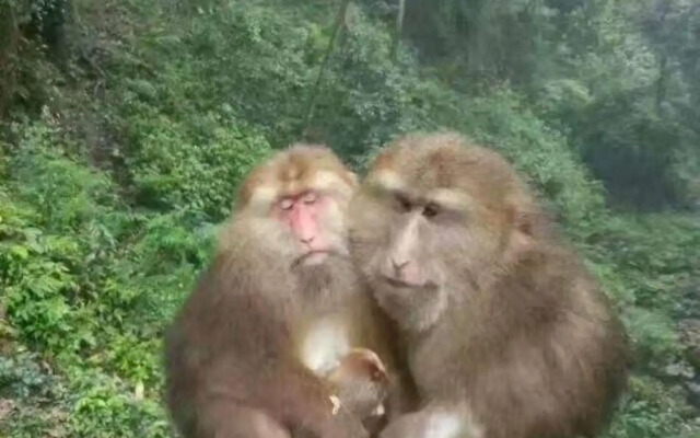 Lei's Courtyard Holiday Hotel