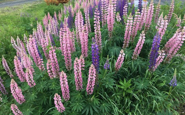 Pension Natsumi no Sato