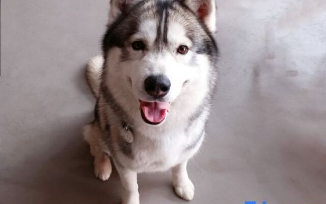 Dacheng enjoys building a courtyard by the river