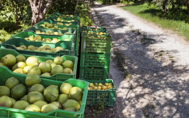 Agricontura