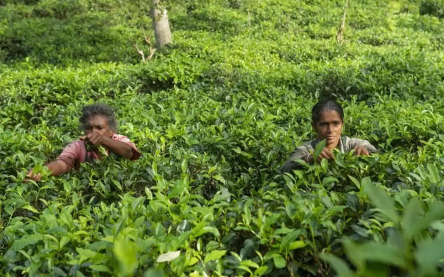 08 Acre Private Tea Estate Close To Galle