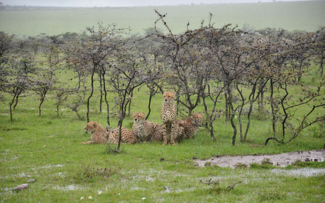 Naboisho Camp