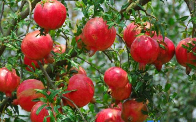 Yanchaoyang Boutique Inn