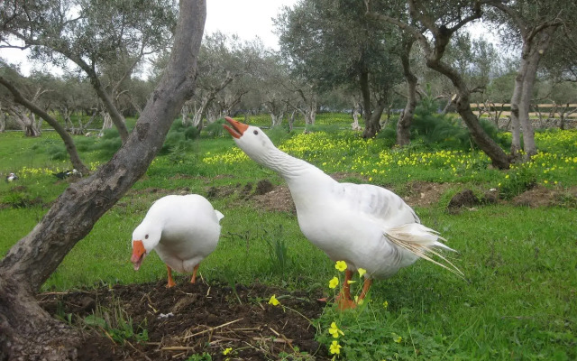 Lefkogia Farm