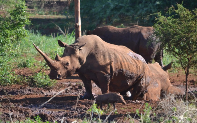 Africamps at White Elephant Safaris