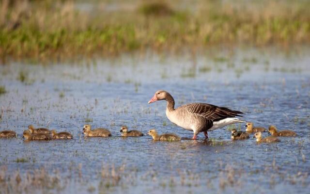 Penthouse Griemann 1 inkl Infrarotkabine und eigener Dachterrasse