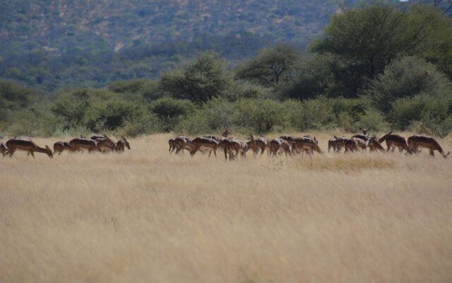 Gabus Game Ranch