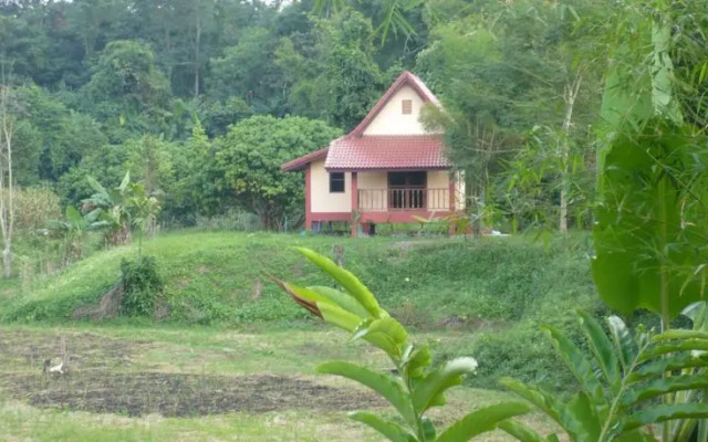 Suancha Tea Garden