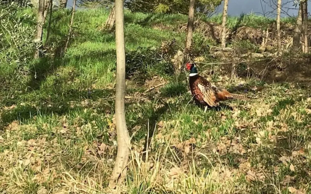 Cannabis Clinic & Restaurant