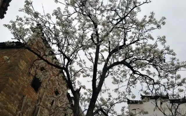 Jiangling flower village