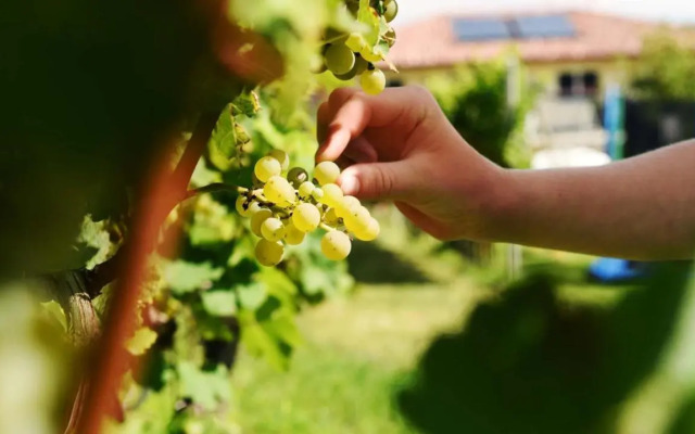 Weingut am Platzl