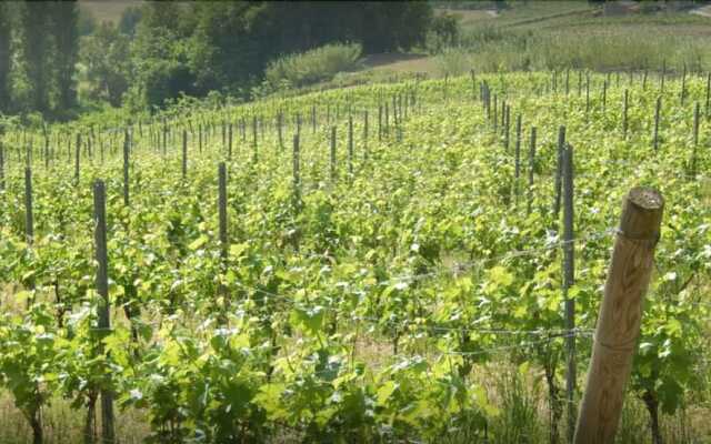 Vigna della Ripa