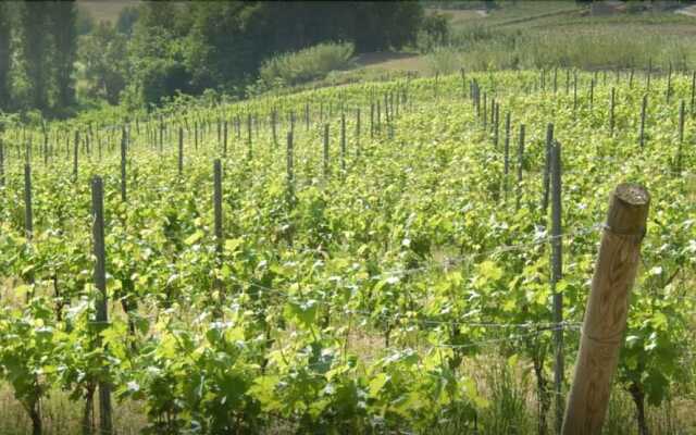 Agriturismo Vigna Della Ripa