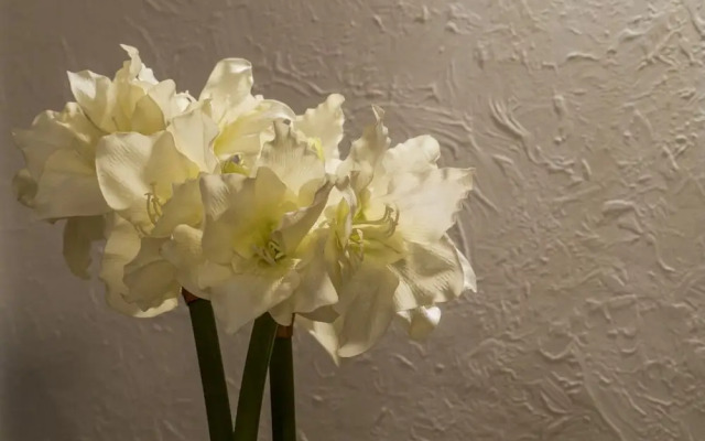 Sen - 130 m From sea - A1