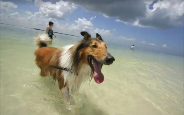 Mornington Esplanade Beachfront & SPA by Rss