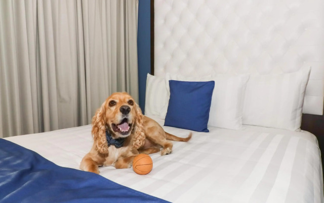 Medano Hotel and Spa