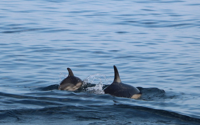 Rose Court Holiday Apartments